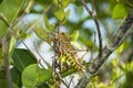 Grasshopper Eating Leaves