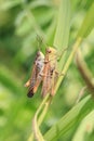 Short-horned grasshoppers mate on blade of grass