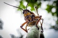 Grasshopper Face close up portrait Royalty Free Stock Photo