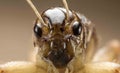 grasshopper face from the front macro potho Royalty Free Stock Photo