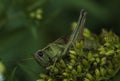 Grasshopper Feasting On Seed Pods