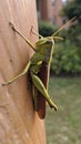 Grasshopper on the fence