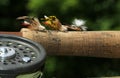 Grasshopper Fishing Flies Royalty Free Stock Photo