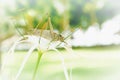 Grasshopper on a flower, background