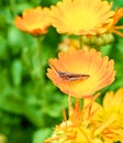 Grasshopper on a flower calendula Royalty Free Stock Photo
