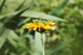 Grasshopper on the flower calendula in the garden. Royalty Free Stock Photo