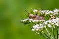 Grasshopper. Royalty Free Stock Photo