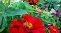 Grasshopper in flower garden