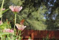 Grasshopper on Flower Stem Shallow DOF with butterfly in background Royalty Free Stock Photo