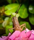 grasshopper on a flower in the yard of the house