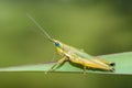 Grasshopper in the forest , Thailand