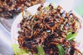 Grasshopper fried, popular snack street food in Thailand