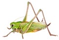 Grasshopper in front of isolated white background Royalty Free Stock Photo