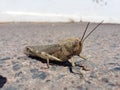 Grasshopper front view