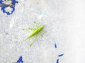 Grasshopper in front of white background Royalty Free Stock Photo