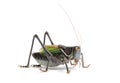 Grasshopper - Gampsocleis gratiosa Royalty Free Stock Photo