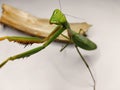 Grasshopper mantis Royalty Free Stock Photo