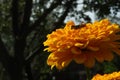 Grasshopper on a golden flower petals Fall Background Royalty Free Stock Photo