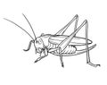 Grasshopper, graphic. Drawn in line