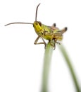 Grasshopper on a grass blade in front of white