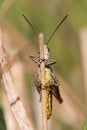 Grasshopper