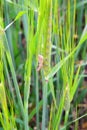 Grasshopper on the grass Royalty Free Stock Photo