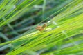 Grasshopper on the grass Royalty Free Stock Photo