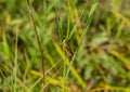 Grasshopper in the grass Royalty Free Stock Photo