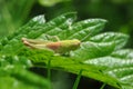 Grasshopper in the grass Royalty Free Stock Photo