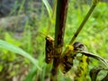 Grasshopper on grass