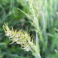 Grasshopper grass green insert Royalty Free Stock Photo