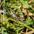 Grasshopper on the grass. Macro photo of green grasshopper on grass in summer. Royalty Free Stock Photo