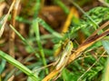 grasshopper on the grass macro shot Royalty Free Stock Photo