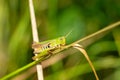 grasshopper on the grass macro shot Royalty Free Stock Photo