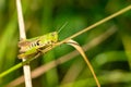 grasshopper on the grass macro shot 01 Royalty Free Stock Photo