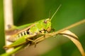 grasshopper on the grass macro shot Royalty Free Stock Photo