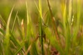 Grasshopper in grass on meadow in summer morning Royalty Free Stock Photo