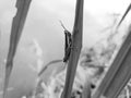 Grasshopper on the grass plant background beautiful nature concept tropical leaf.Location in Borobudur, Java, Indonesia, Asia.