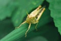 grasshopper grass plant outdor closeup macro Royalty Free Stock Photo