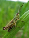 grasshopper Royalty Free Stock Photo