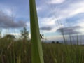 Grasshopper on Grass - View of Pacific Ocean from Waimea Canyon on Cloudy Day on Kauai Island, Hawai.