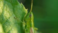 Grasshopper. grasshopper on leaves. Clip. Grasshopper on the leaf of grass close up in the field. green grasshopper Royalty Free Stock Photo