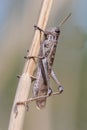Sput-throated Locust