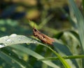 Grasshopper Royalty Free Stock Photo