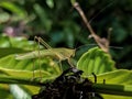 grasshopper, green, blur