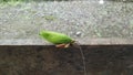Grasshopper green