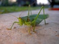 Grasshopper green on concrete