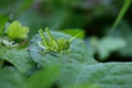 Green grasshopper in middle of jungle .