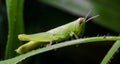 Grasshopper on green grass leaf