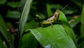 Grasshopper on green grass leaf